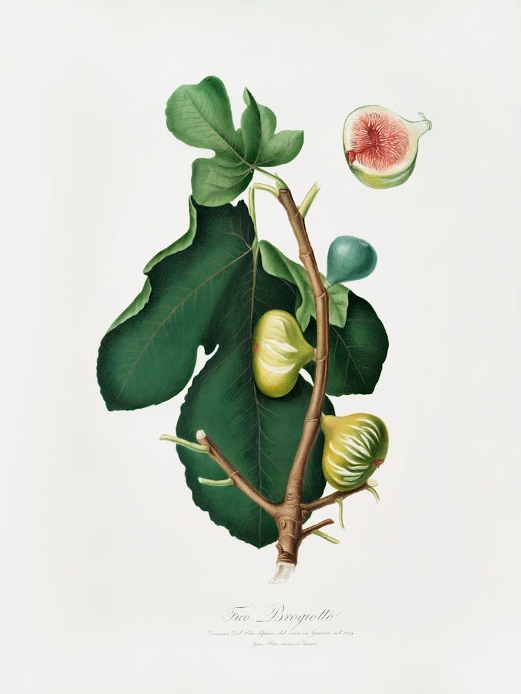 White Peel Fig (Ficus Carica Sativa) From Pomona Italiana (1817 1839), Giorgio Gallesio