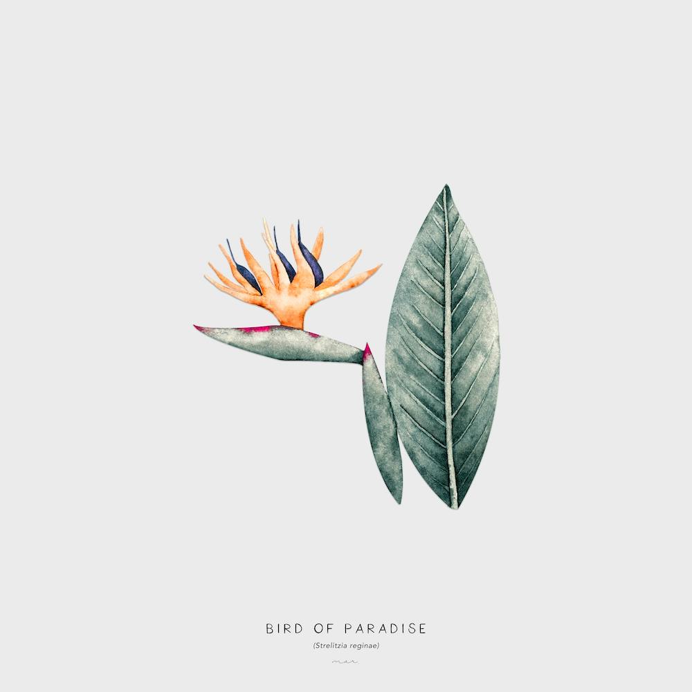 Bird Of Paradise Off White Square