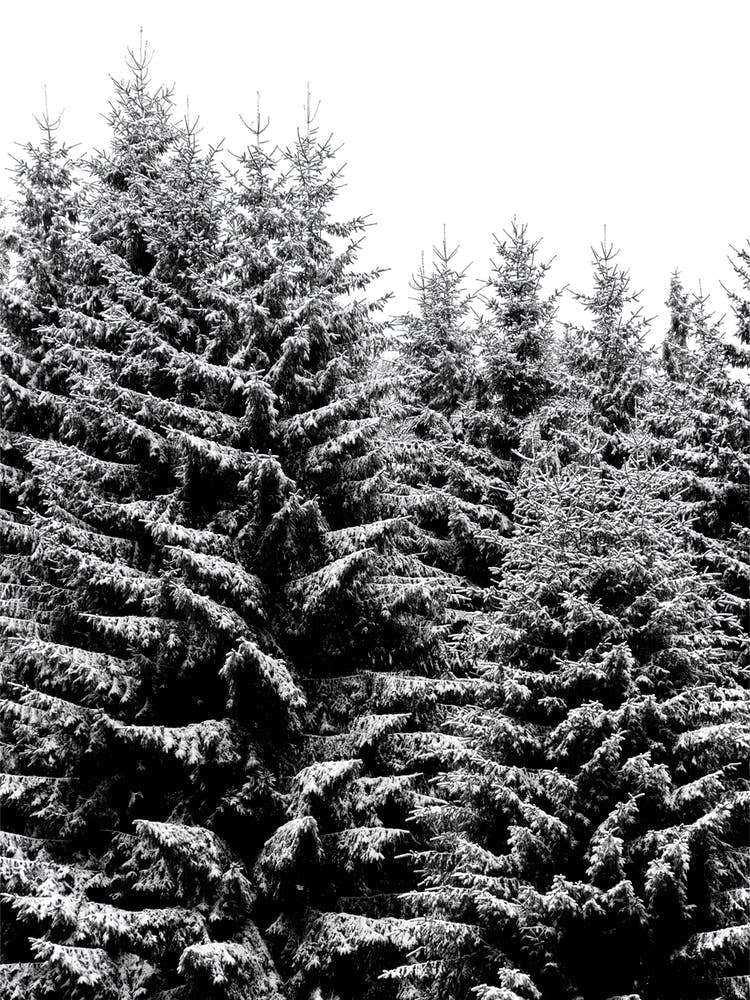 Snowy Christmas Trees