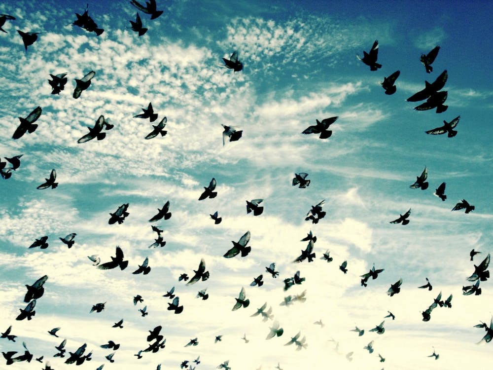 Flying Birds - Blue Sky - Photography