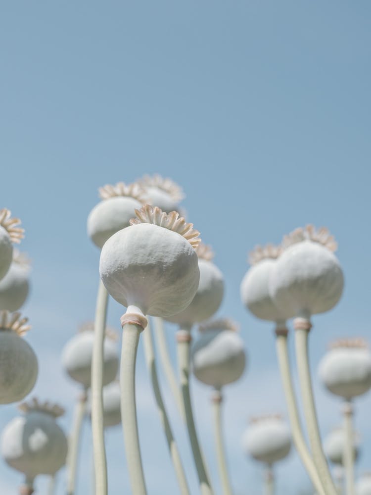 Vintage botanical poppy flowers - bulbs with a retro touch - nature and travel photography by Christa Stroo Photography