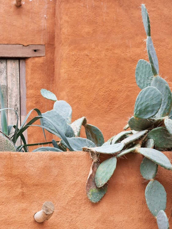 Cactus in Mexico - terracotta rooftop cacti - summer nature and travel photography by Christa Stroo Photography