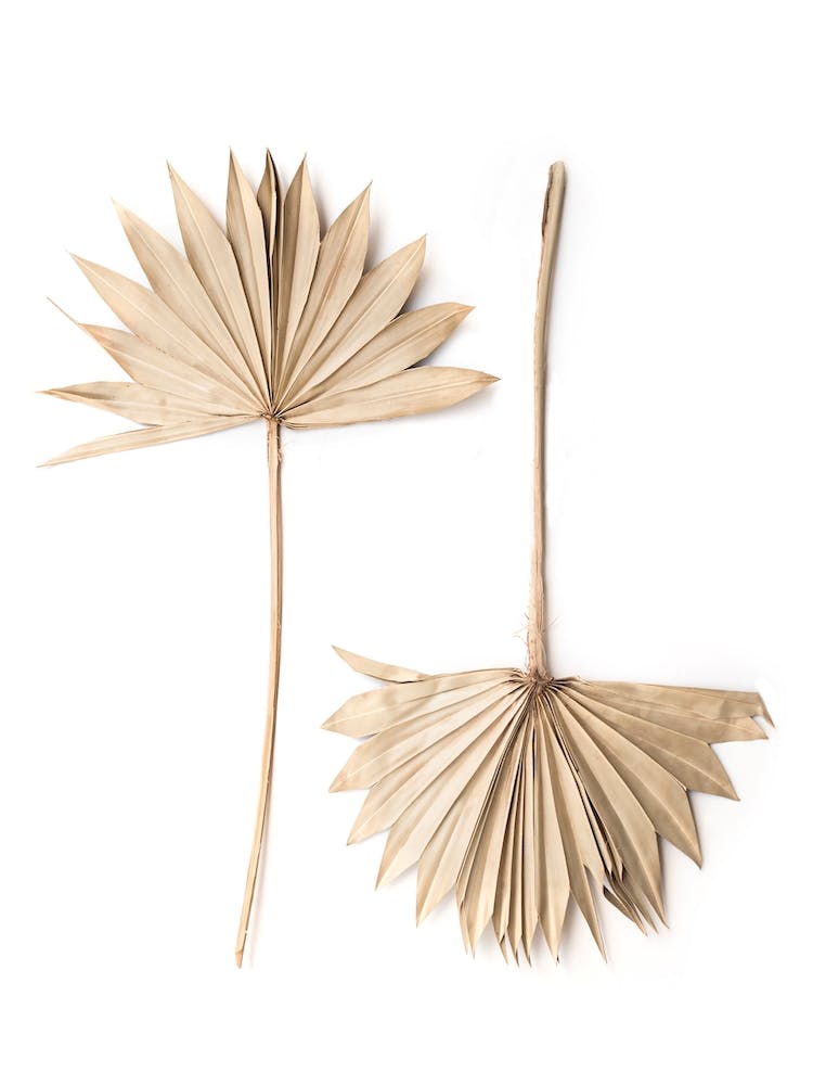 Fan Leaves