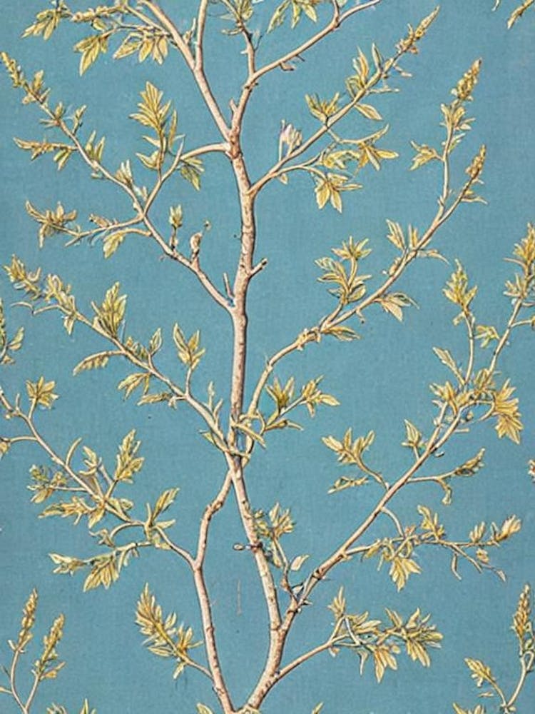 European Larch tree Vintage Botanical