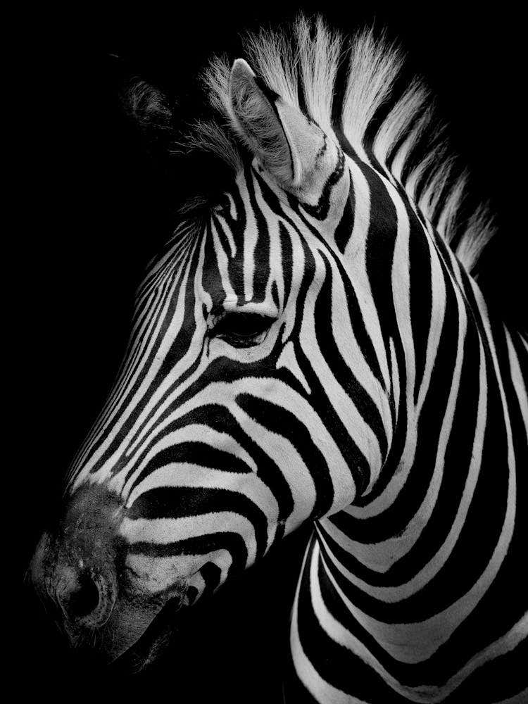 Zebra Portrait