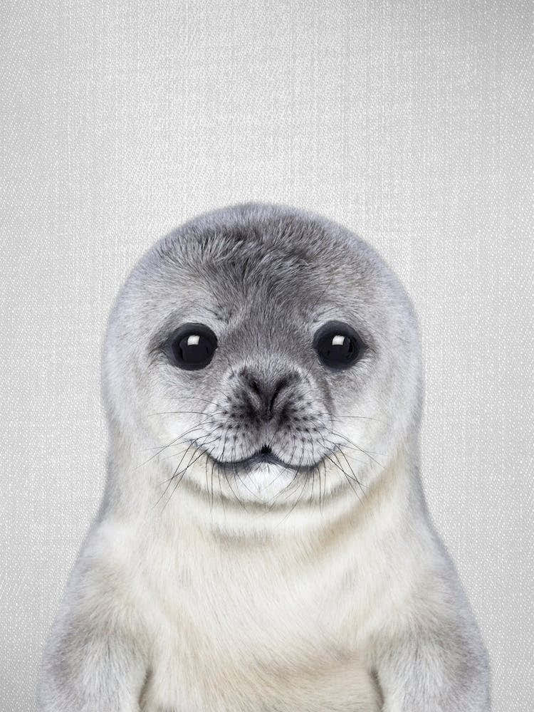 Baby Seal
