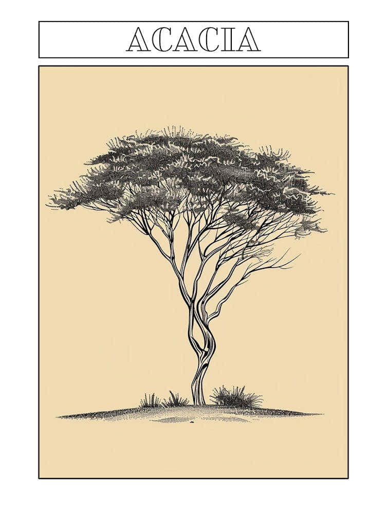 Acacia Tree Minimalistic Drawing 1 Poster