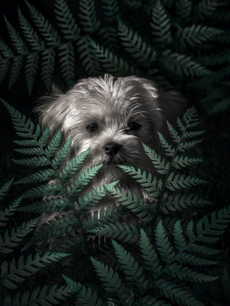 Puppy In The Ferns