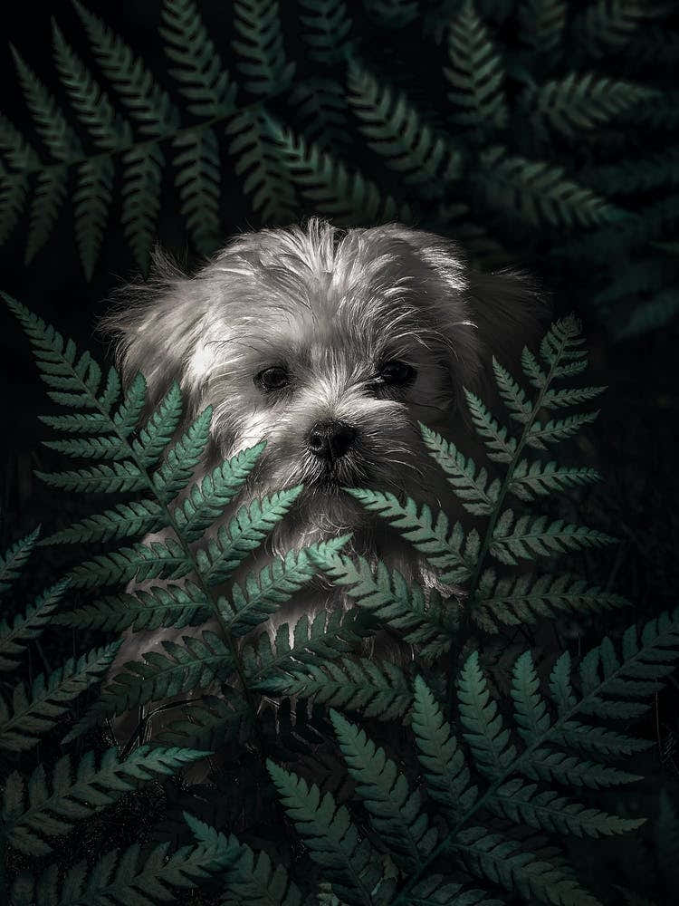 Puppy In The Ferns