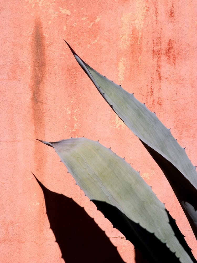 Peach Cactus In