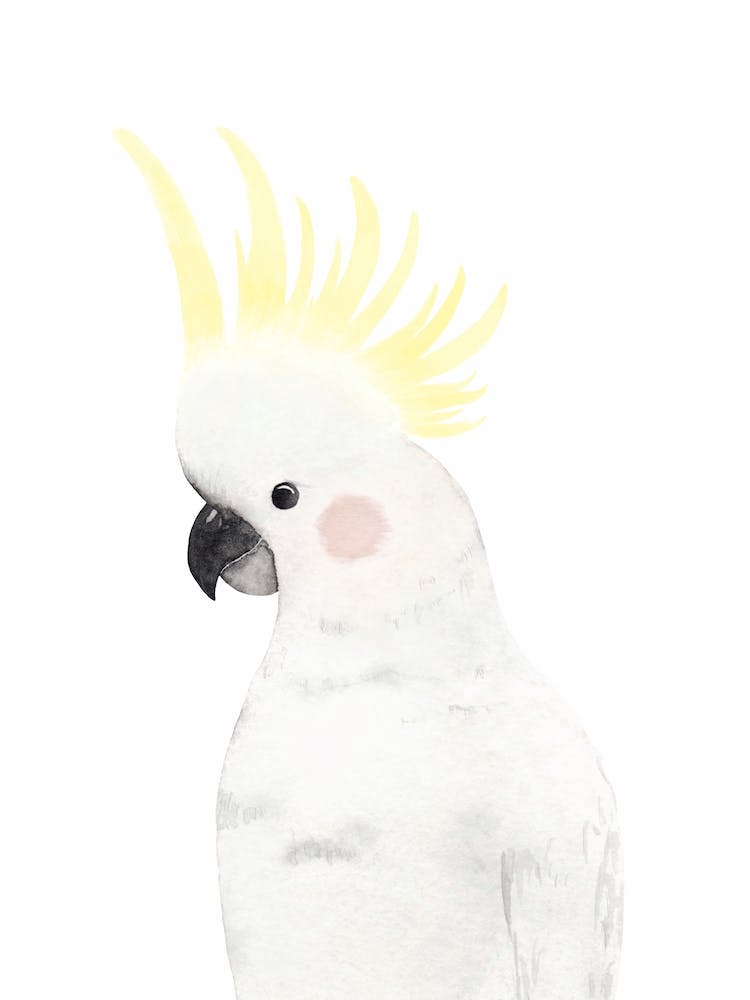 Sweet Cockatoo