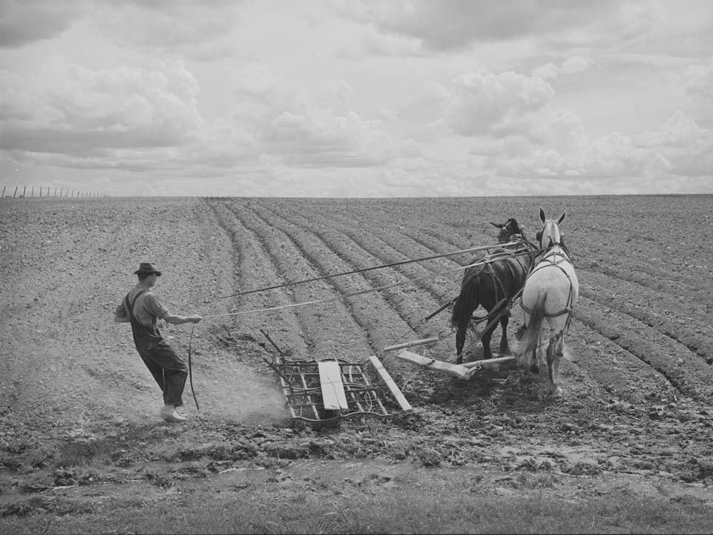 Ray Halstead Making A Turn While Harrowing An Irrigated Field,He Is A Fsa (Farm Security Administration)