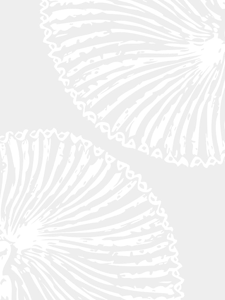 Seashells 2