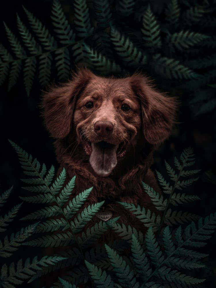 Dog Brown In The Forest