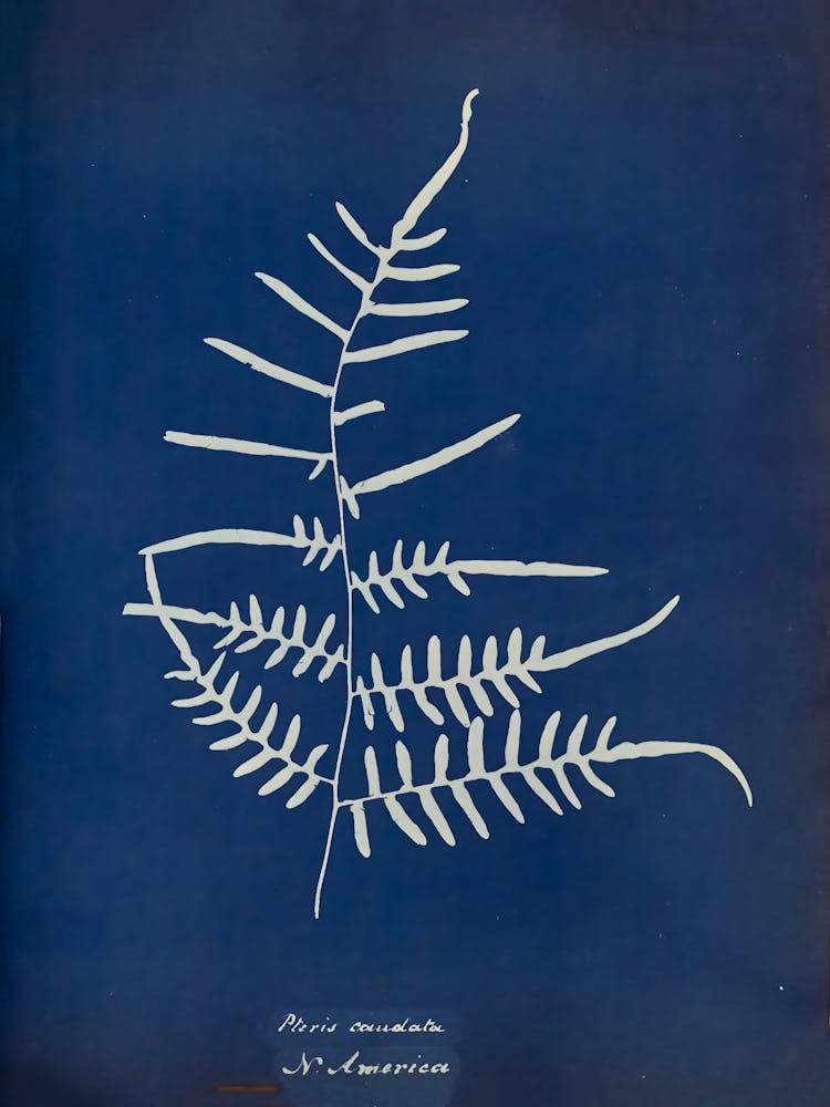 Fern Leaf 5
