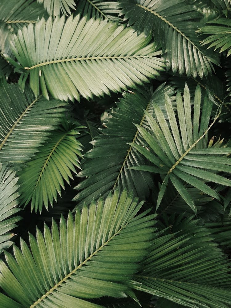 Pink Leaves Jungle