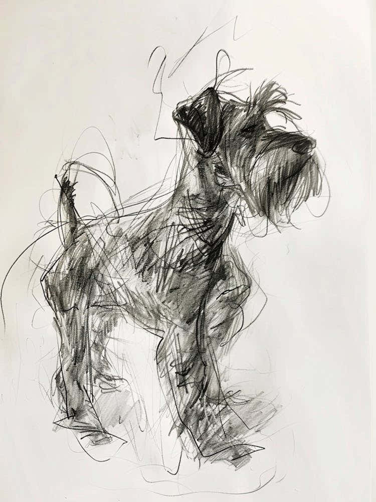 Minature Schnauzer Dog Charcoal Line 2