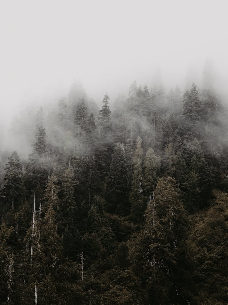 Misty Forest Scenery