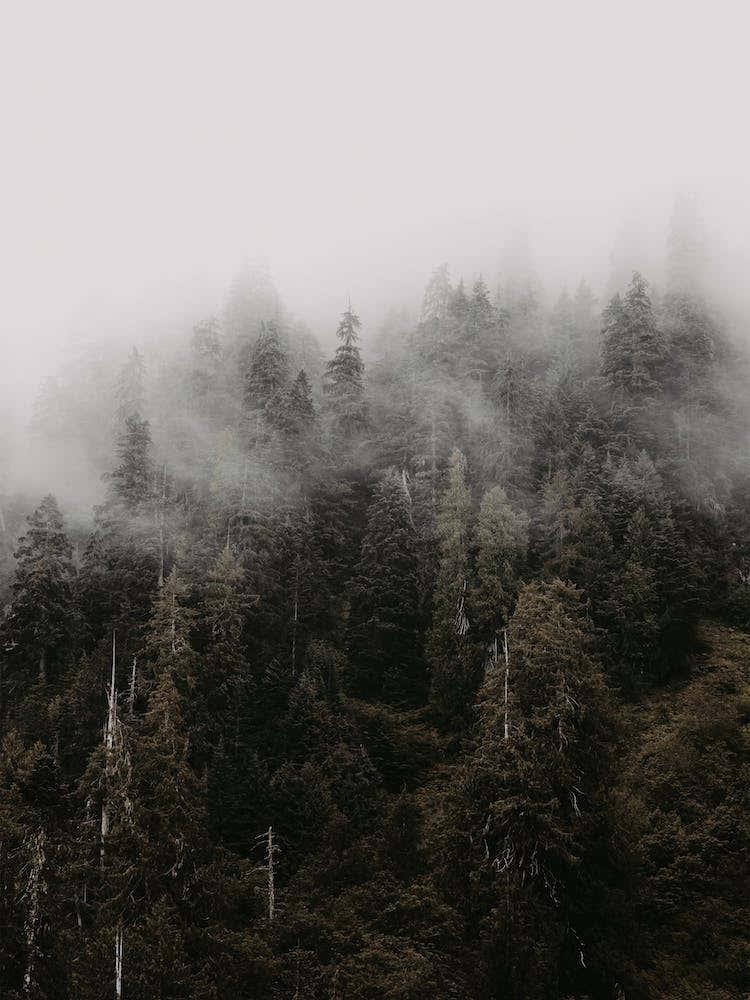 Misty Forest Scenery