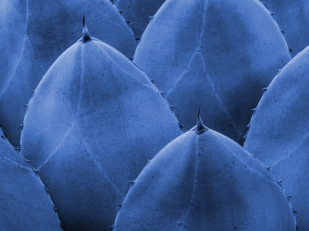 Blue Cactus Close Up