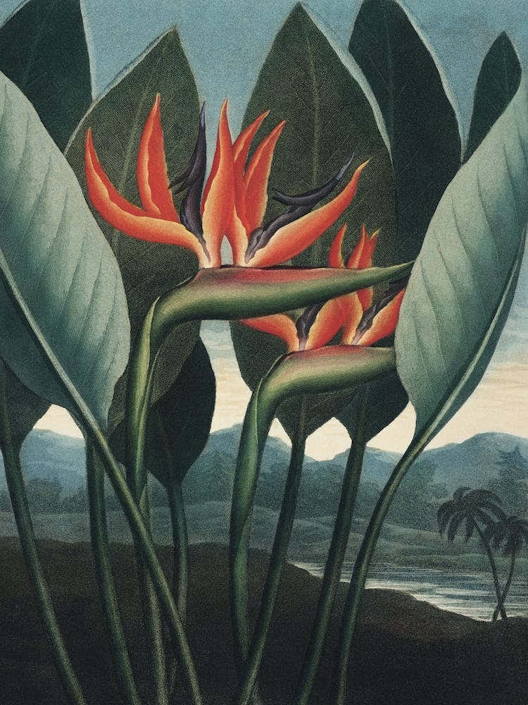 Vintage Thornton 1 The Queen