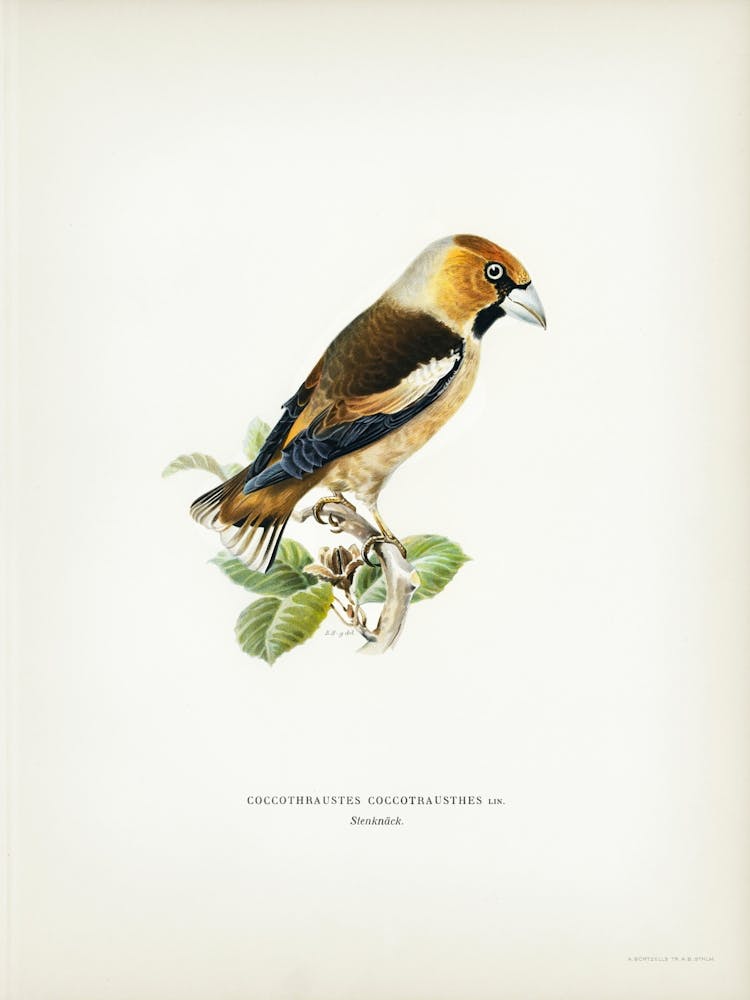 Hawfinch, The Von Wright Brothers