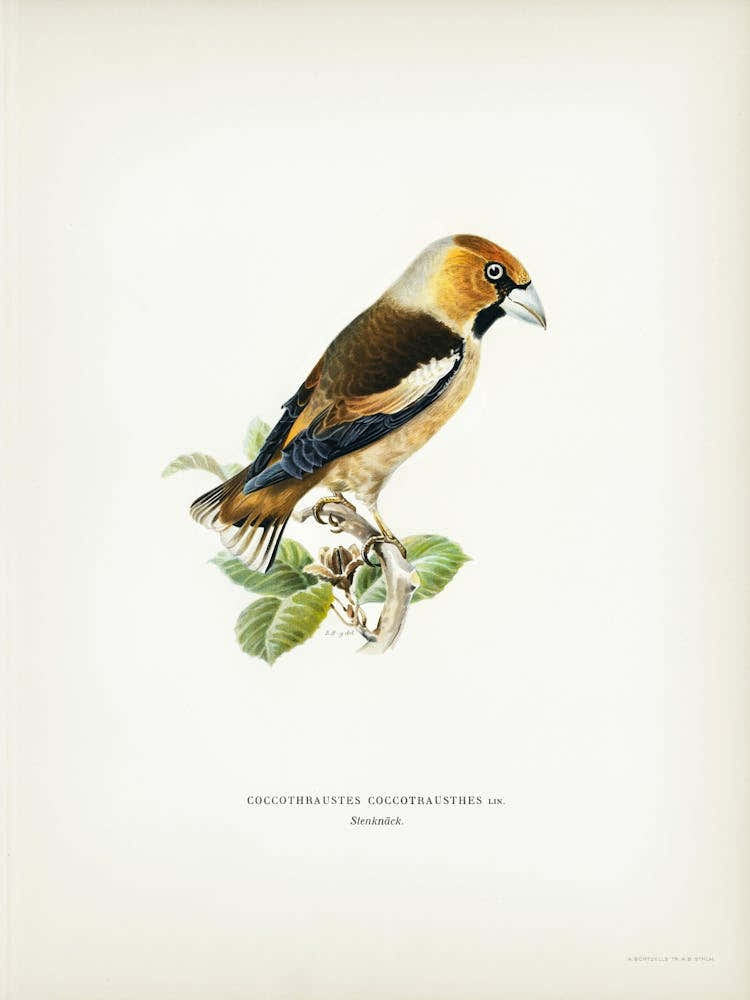 Hawfinch, The Von Wright Brothers