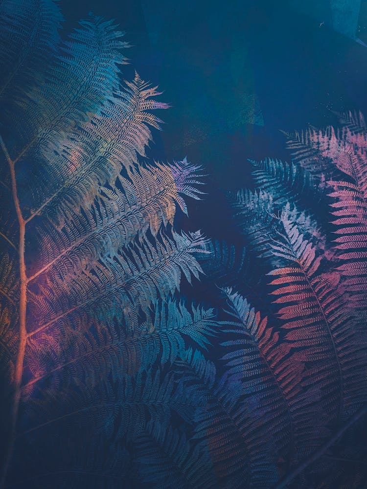 Ferns II