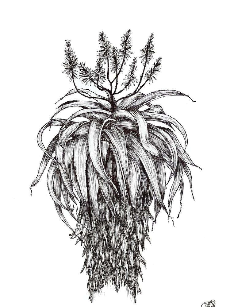 Black and White Aloe with Flowers