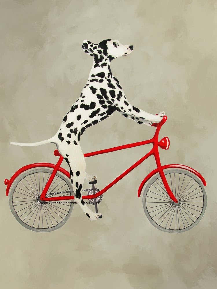Dalmatian On Bicycle