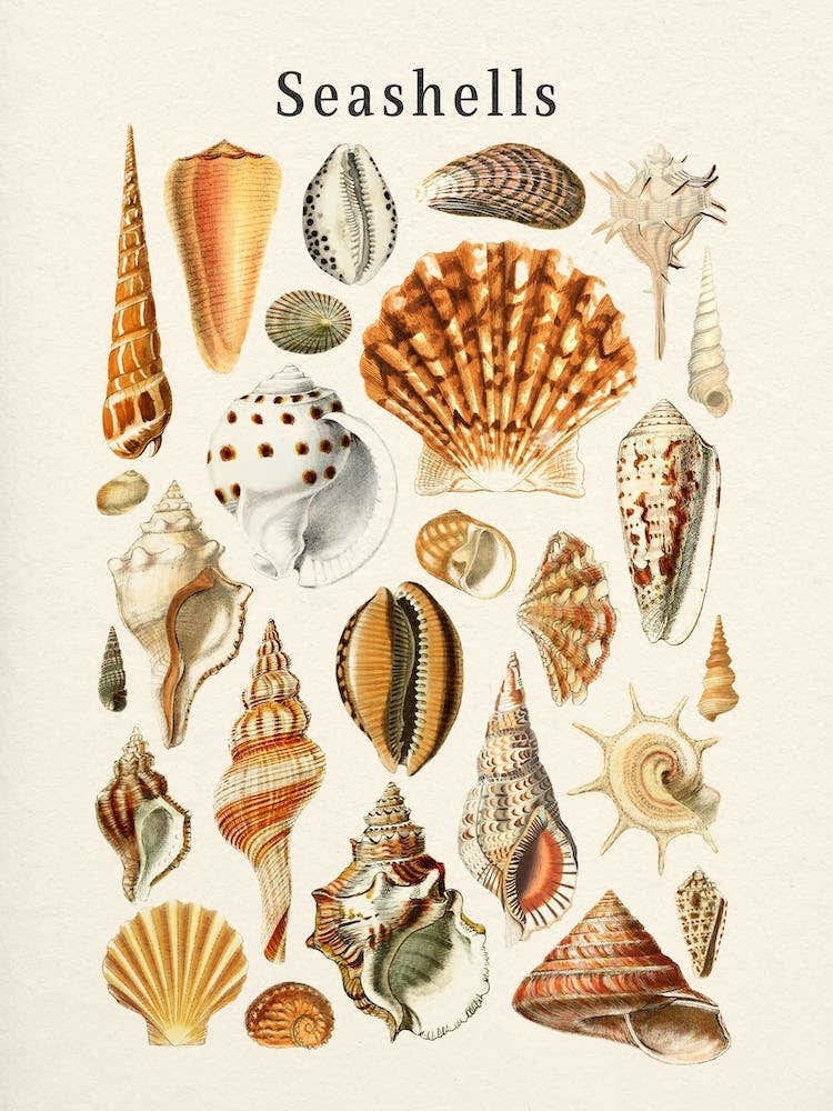 Seashells Collection