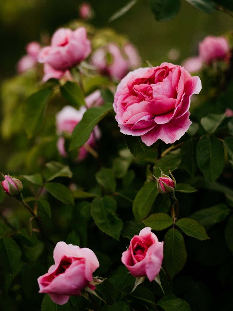 Beautiful pink roses blooming in the spring, Netherlands 3