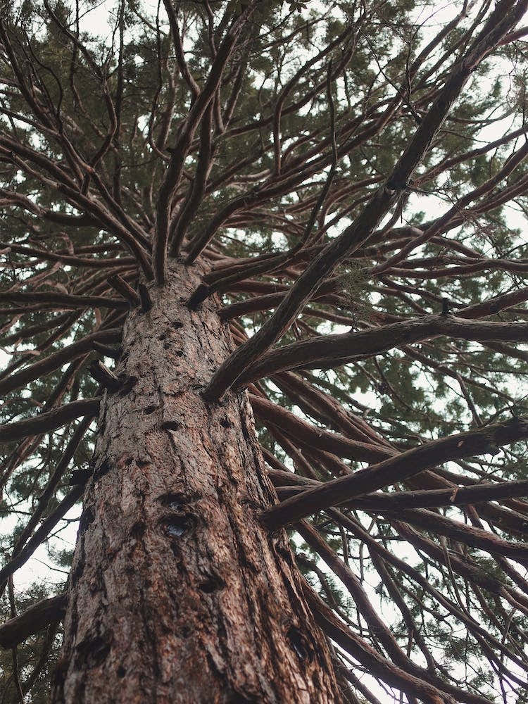 Looking Up At Pine Tree
