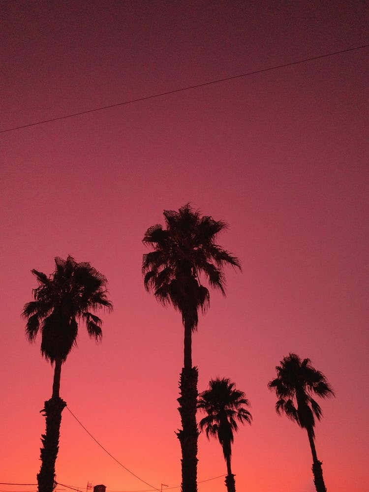 Beach Vibes And Palms