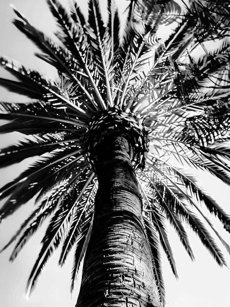 Black And White Palm Tree 6