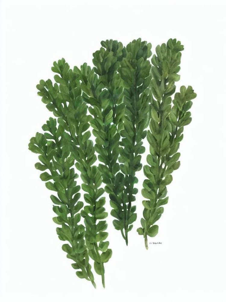 Clubmoss (Selaginella Kraussiana) Watercolor