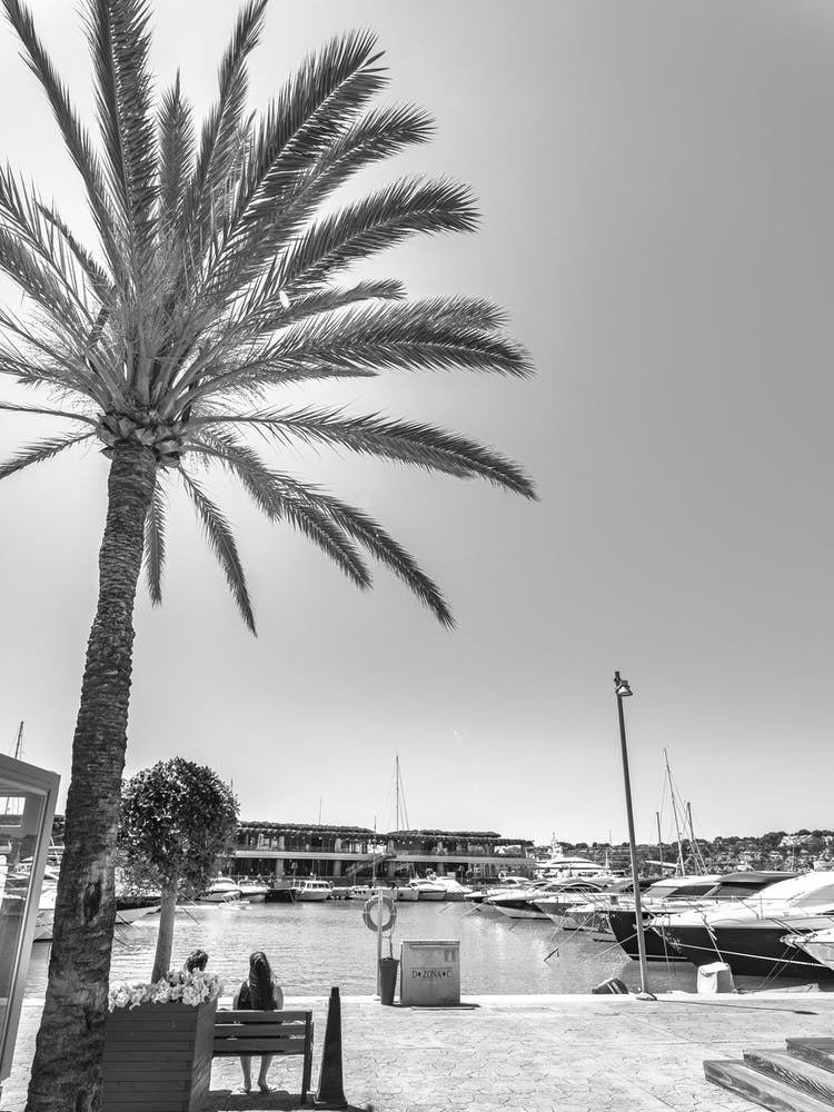 Palm Tree At The Marina