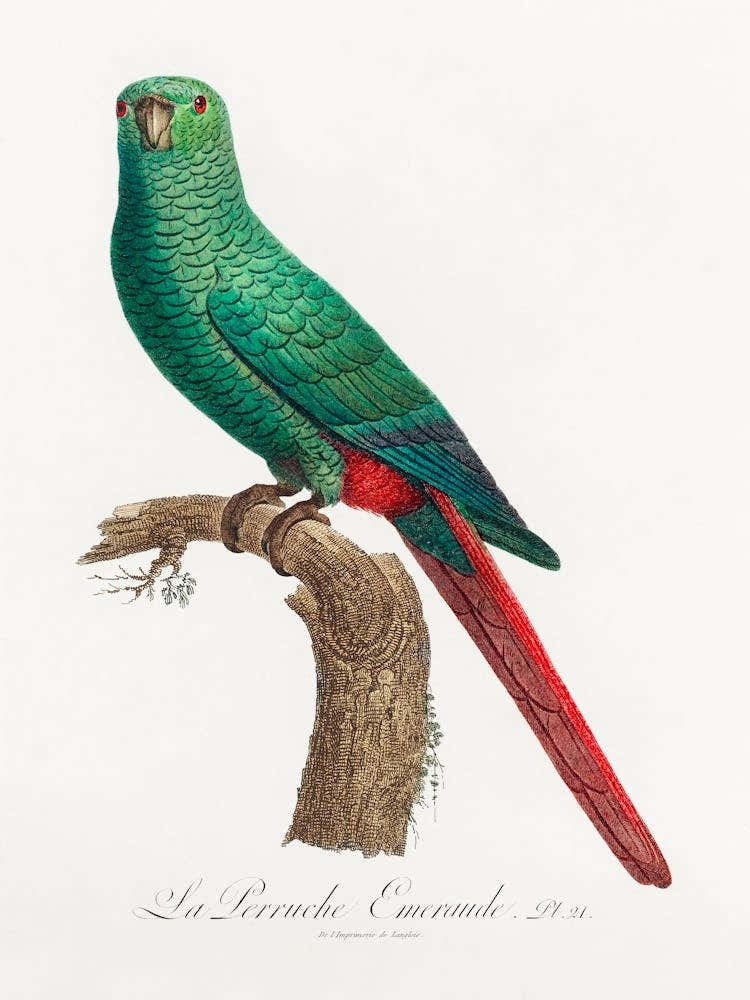 The Emerald Parakeet From Natural History Of Parrots, Francois Levaillant