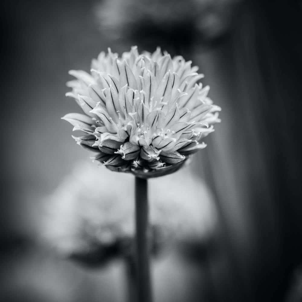 All Alone With My Thoughts Black And White