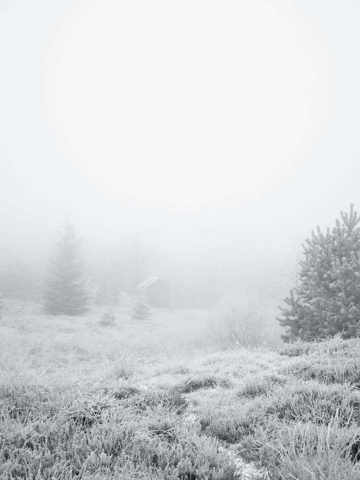 The House In The Forest