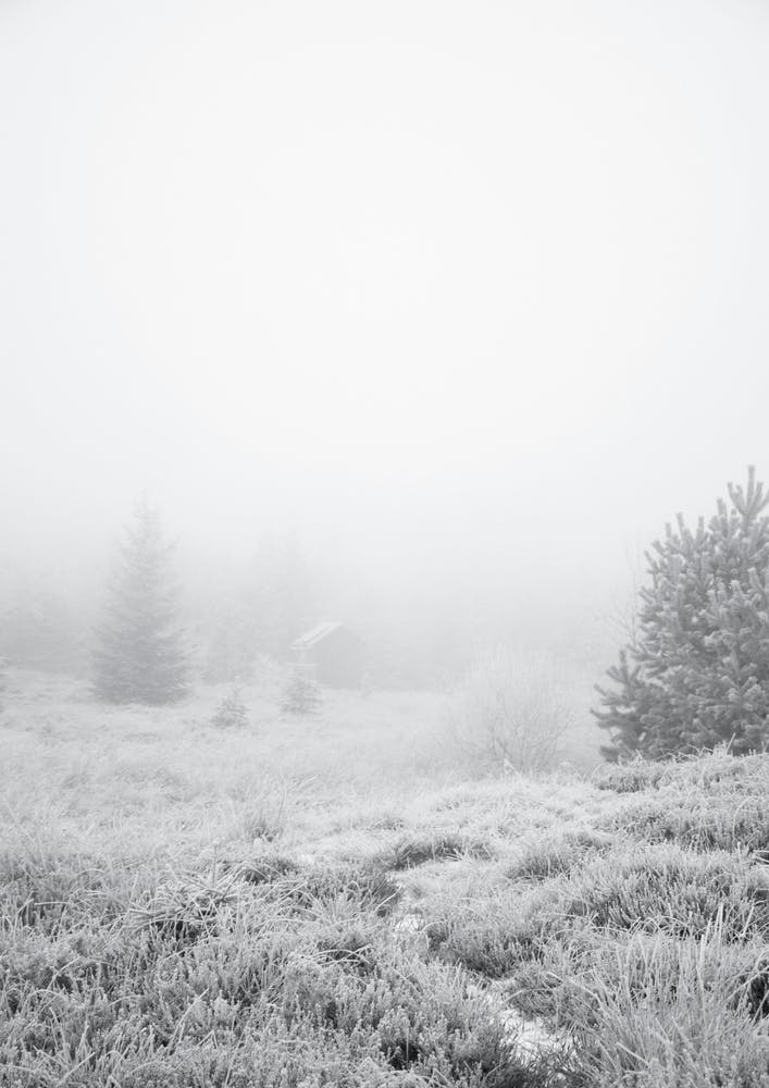 The House In The Forest