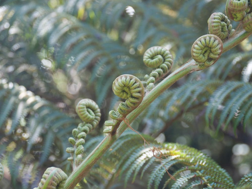 Ferns