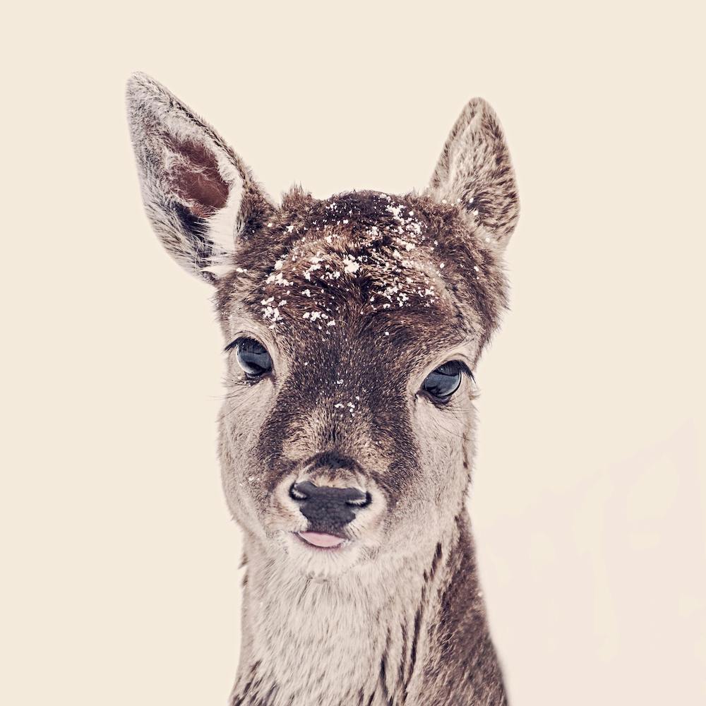 Fawn Rose Square