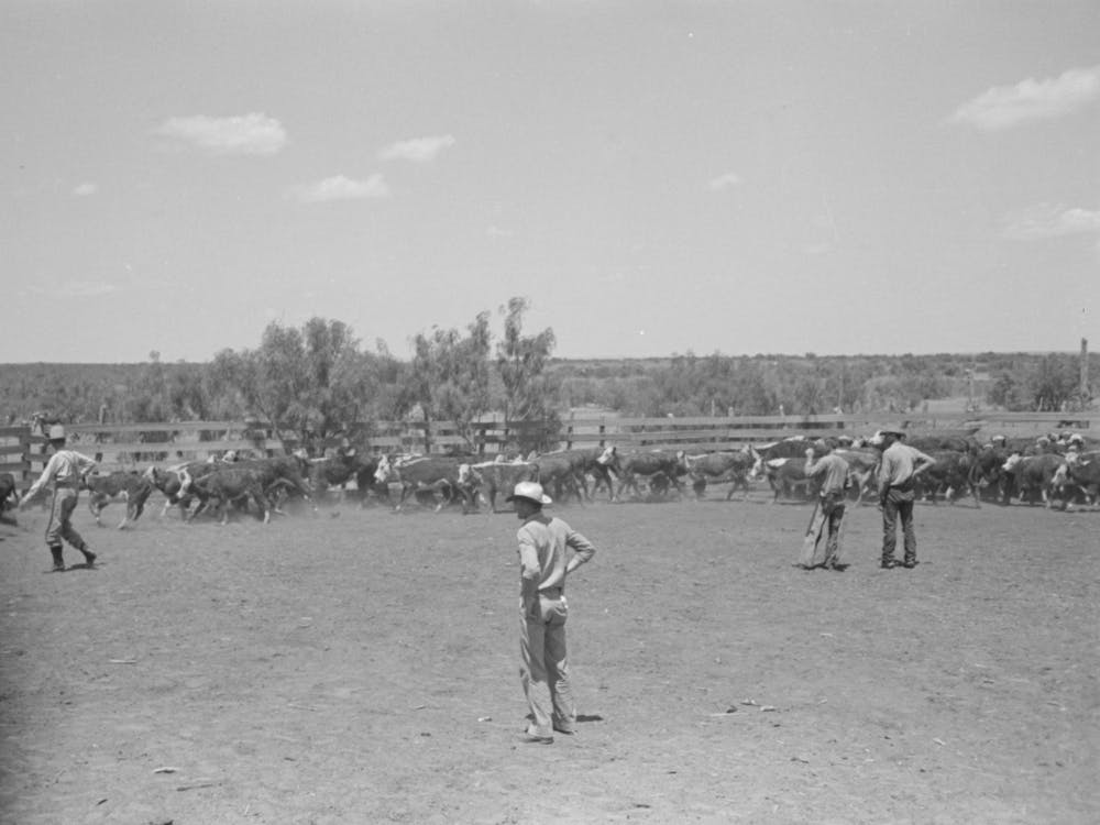 Untitled Photo, Possibly Related To Horses In The Corral, Cowboy Has Just Roped One Of Them, Cattle Ranch Near