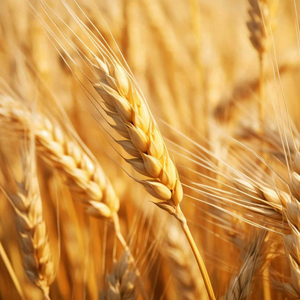 Golden Wheat In The Field