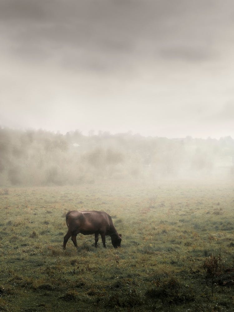 A Black Cow Grazes In A Field In The Fog.