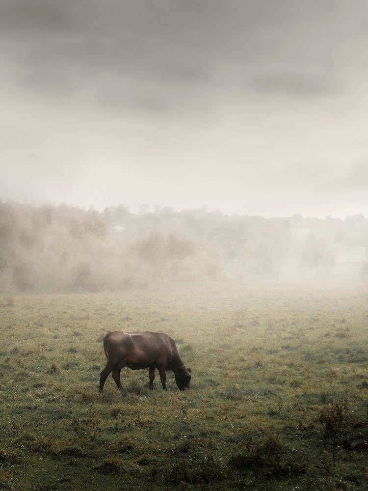 A Black Cow Grazes In A Field In The Fog.
