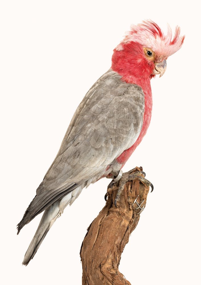 Birds II