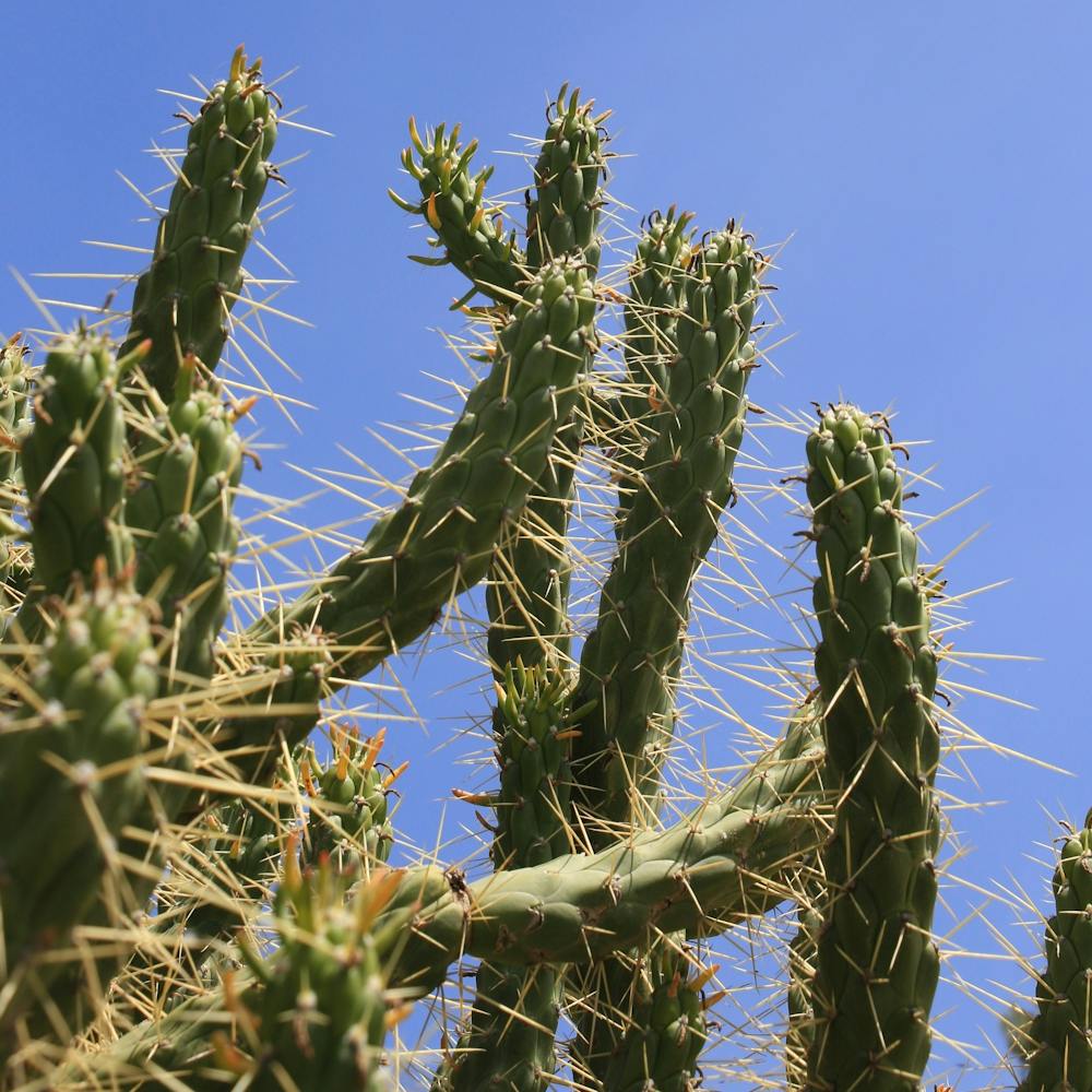 Spiky Cactus