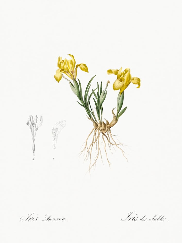 Sand Iris Illustration From Les Liliacées (1805), Pierre Joseph Redoute